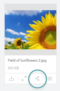 The Share icon